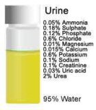 imaj composition de l'urine
