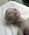 photo alien